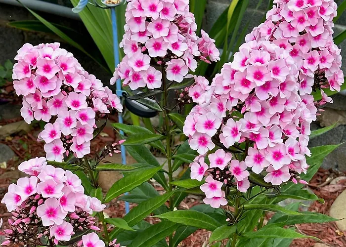 Nation'S Inn Of Wake County - Raleigh Crabtree